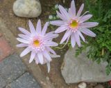 Argyranthemum frutescens