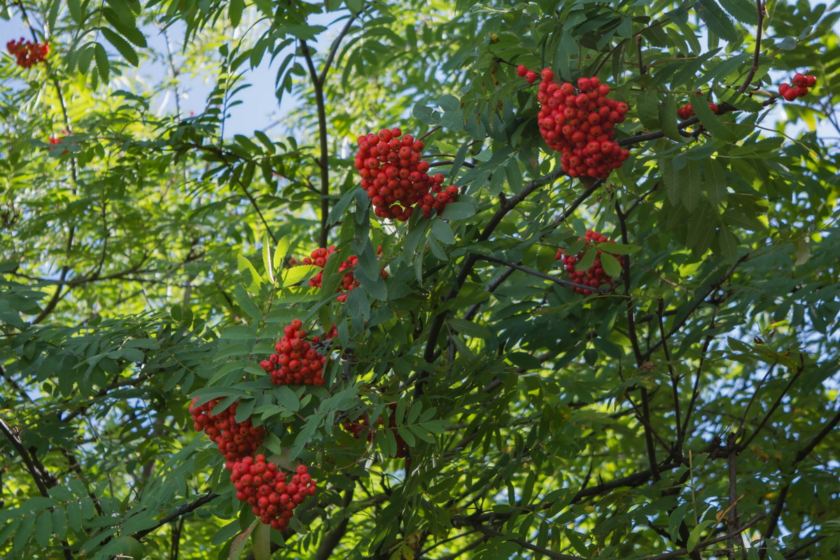 Изображение особи Sorbus aucuparia.