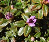 Rhododendron ledebourii. Раскрывающиеся цветки и листья. Санкт-Петербург, Ботанический сад БИН РАН, Сад непрерывного цветения (Северный двор). 03.05.2014.