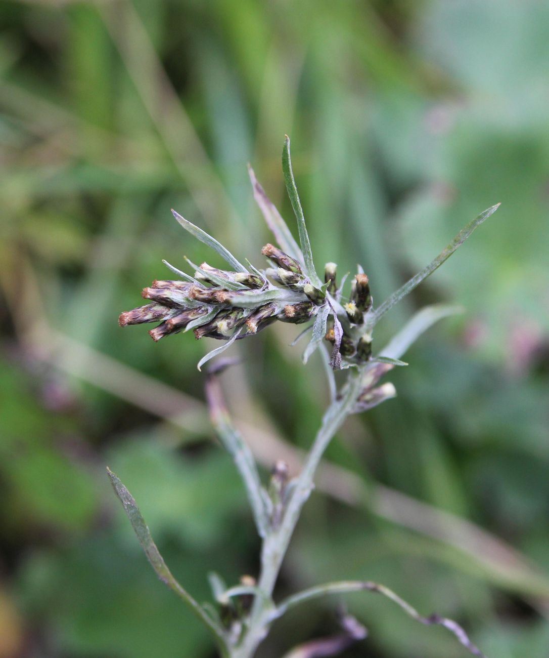 Изображение особи Omalotheca sylvatica.