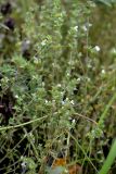 genus Euphrasia. Цветущие растения. Санкт-Петербург, Красносельский р-н, окр. пересечения Петергофского шоссе и просп. Будённого, луговина близ ивовых зарослей. 23.08.2020.