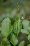 genus Alisma
