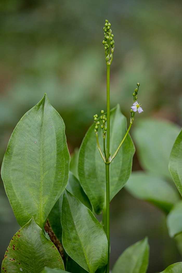 Image of genus Alisma specimen.