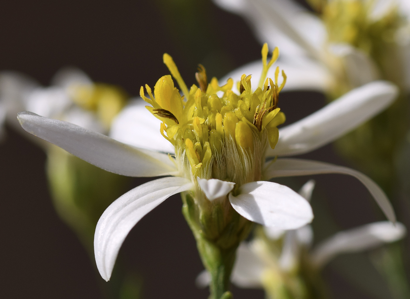 Изображение особи Galatella sedifolia.