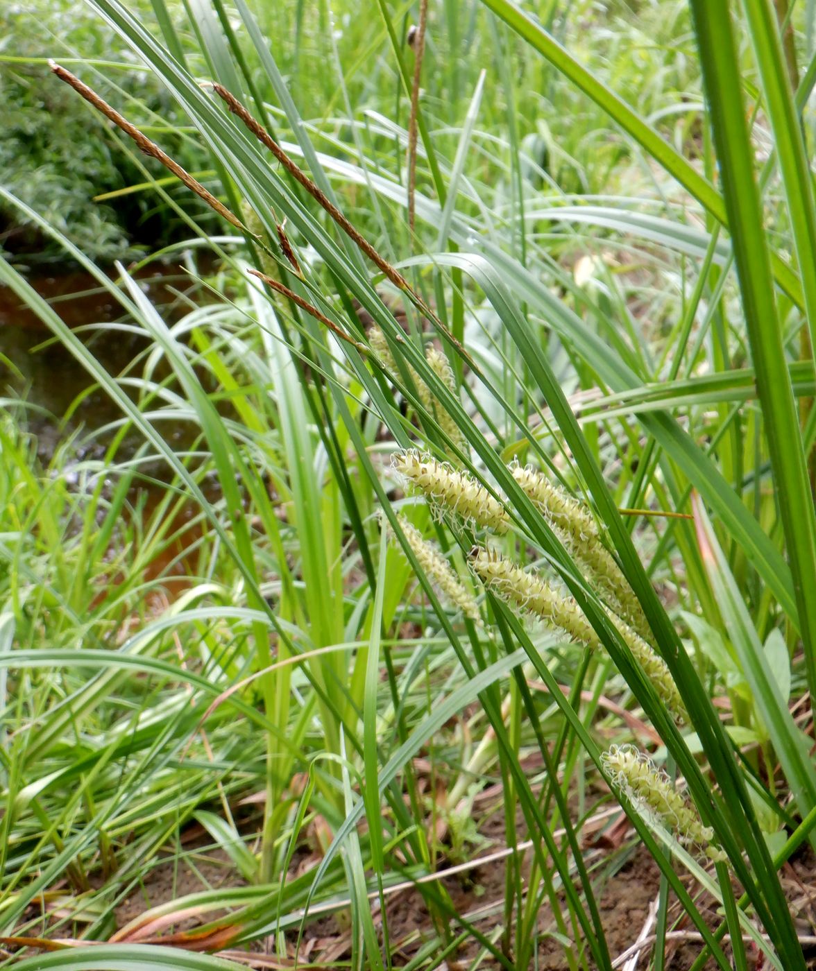 Изображение особи Carex rostrata.