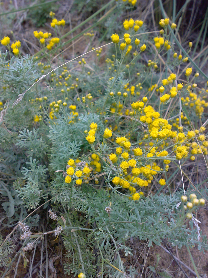 Image of Ajania fastigiata specimen.