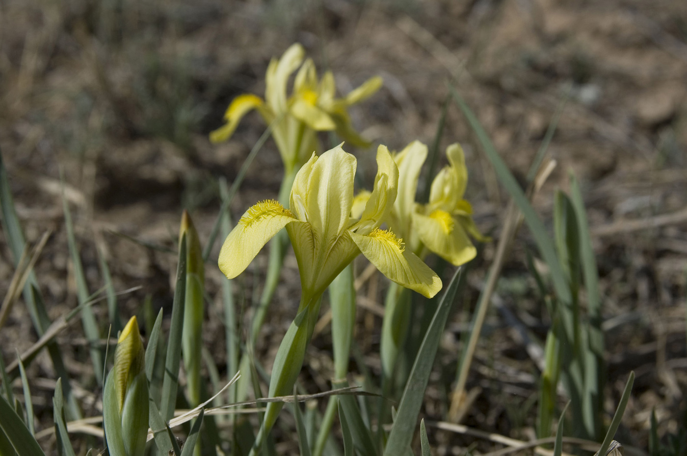 Изображение особи Iris humilis.