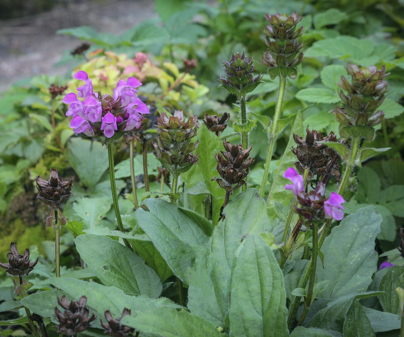 Image of Prunella grandiflora specimen.