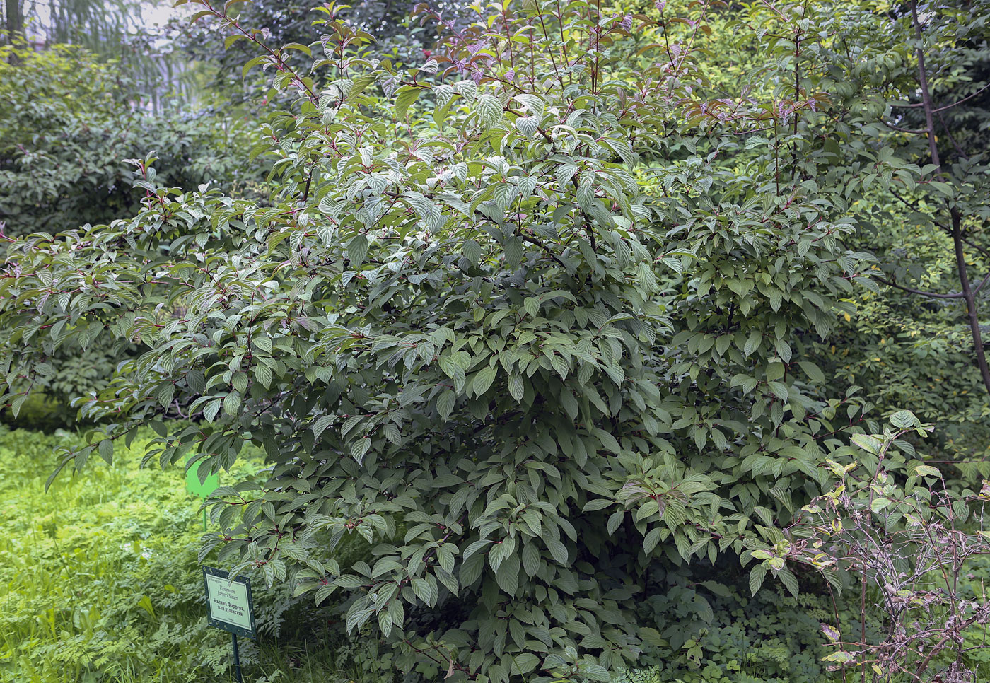 Image of Viburnum farreri specimen.