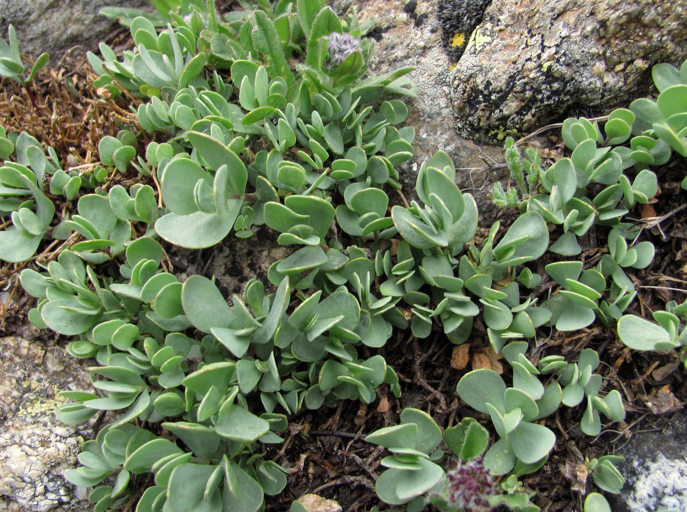 Image of Eunomia rotundifolia specimen.