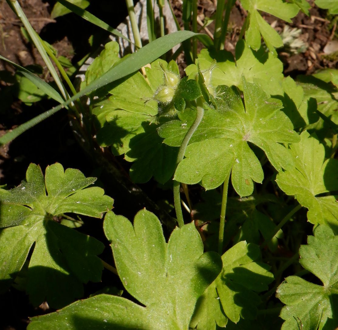 Image of Geranium &times; cantabrigiense specimen.