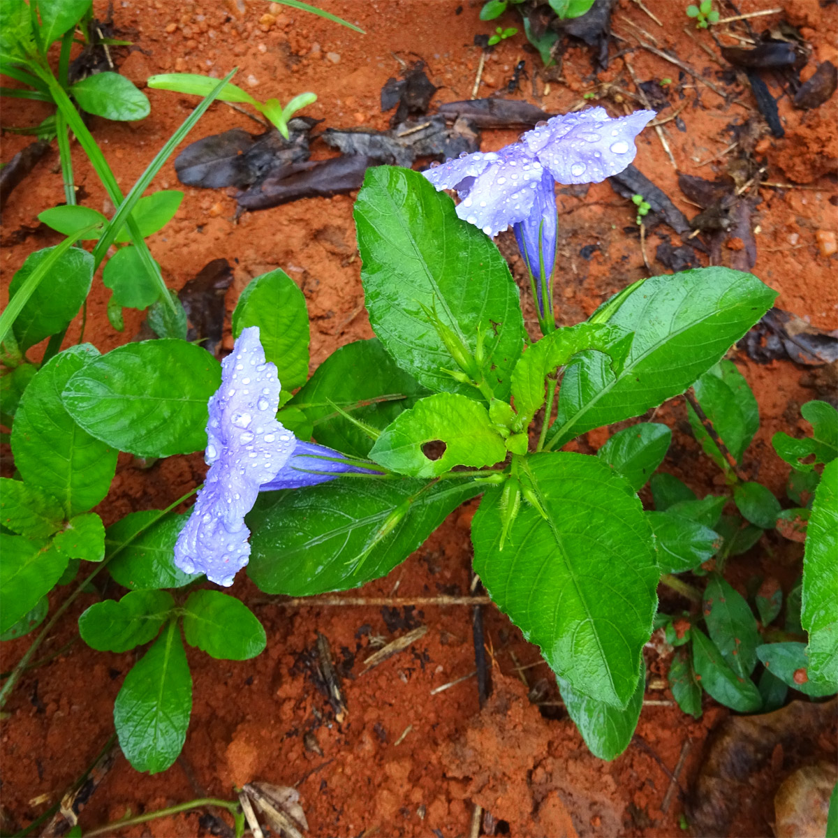 Изображение особи Ruellia tuberosa.