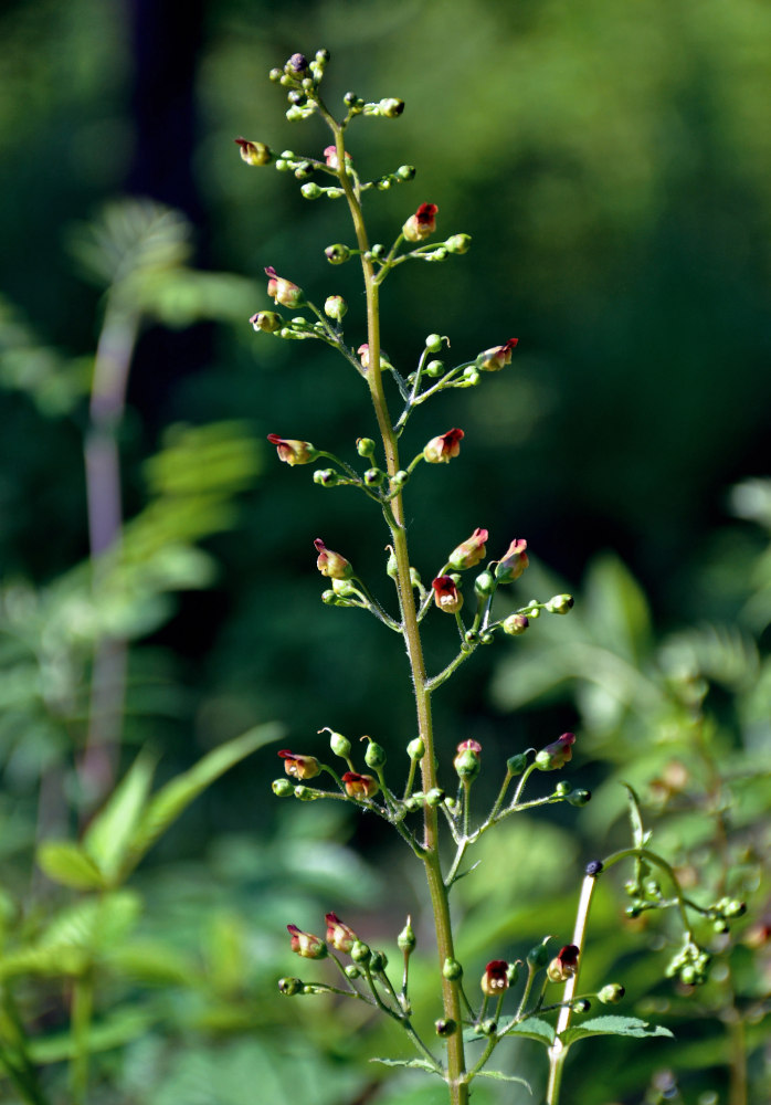 Изображение особи Scrophularia nodosa.