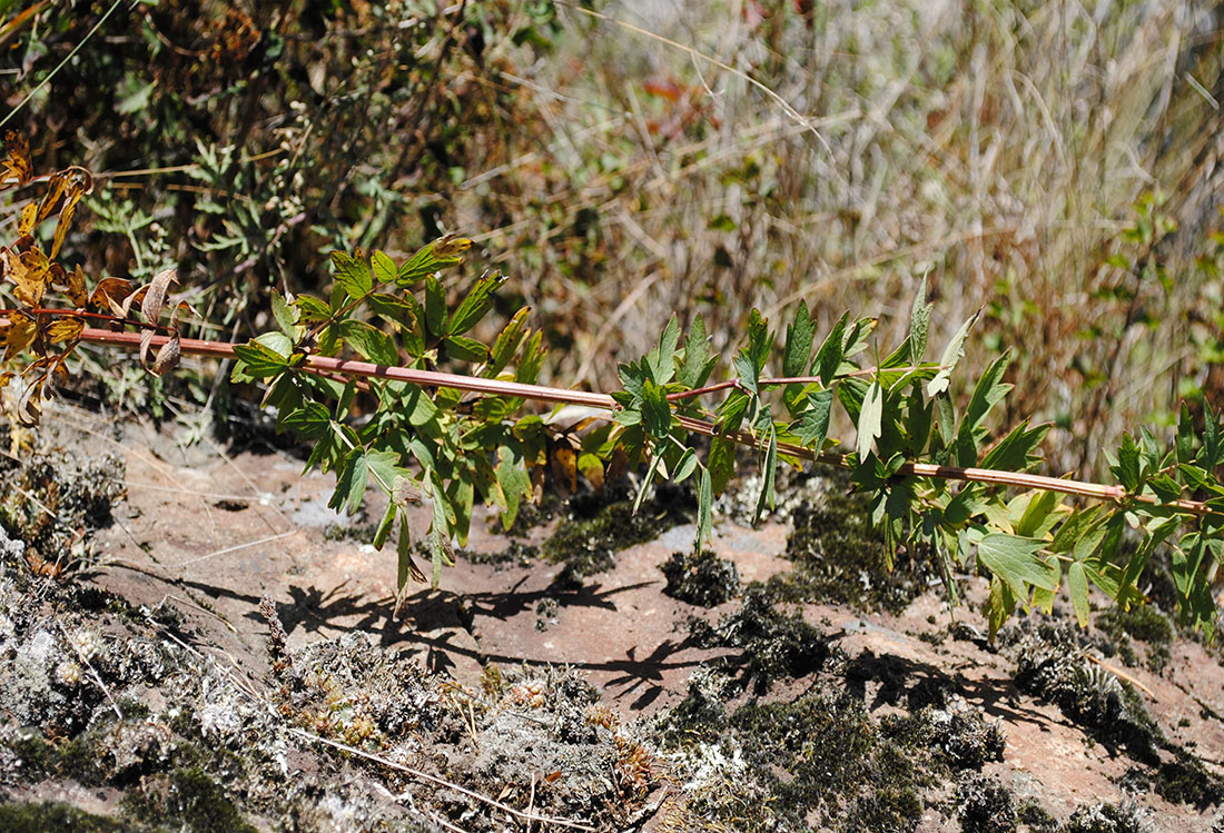 Image of Thalictrum simplex specimen.