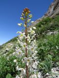 Eremurus lactiflorus. Верхняя часть соцветия. Казахстан, Туркестанская обл., Толебийский р-н, территория Сайрам-Угамского национального парка; Угамский хребет, ≈ 2400 м н.у.м., дол. р. Копжайлау - правого притока р. Сайрам-су (\"Ущелье диких альпинистов\"). 05.07.2019.