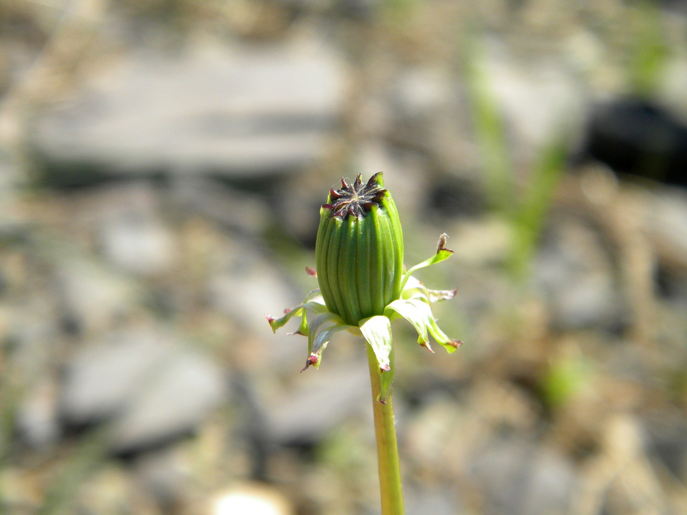 Изображение особи Taraxacum longicorne.