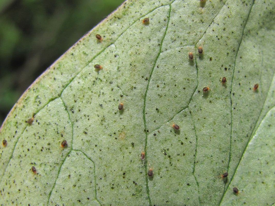 Image of Arum maculatum specimen.