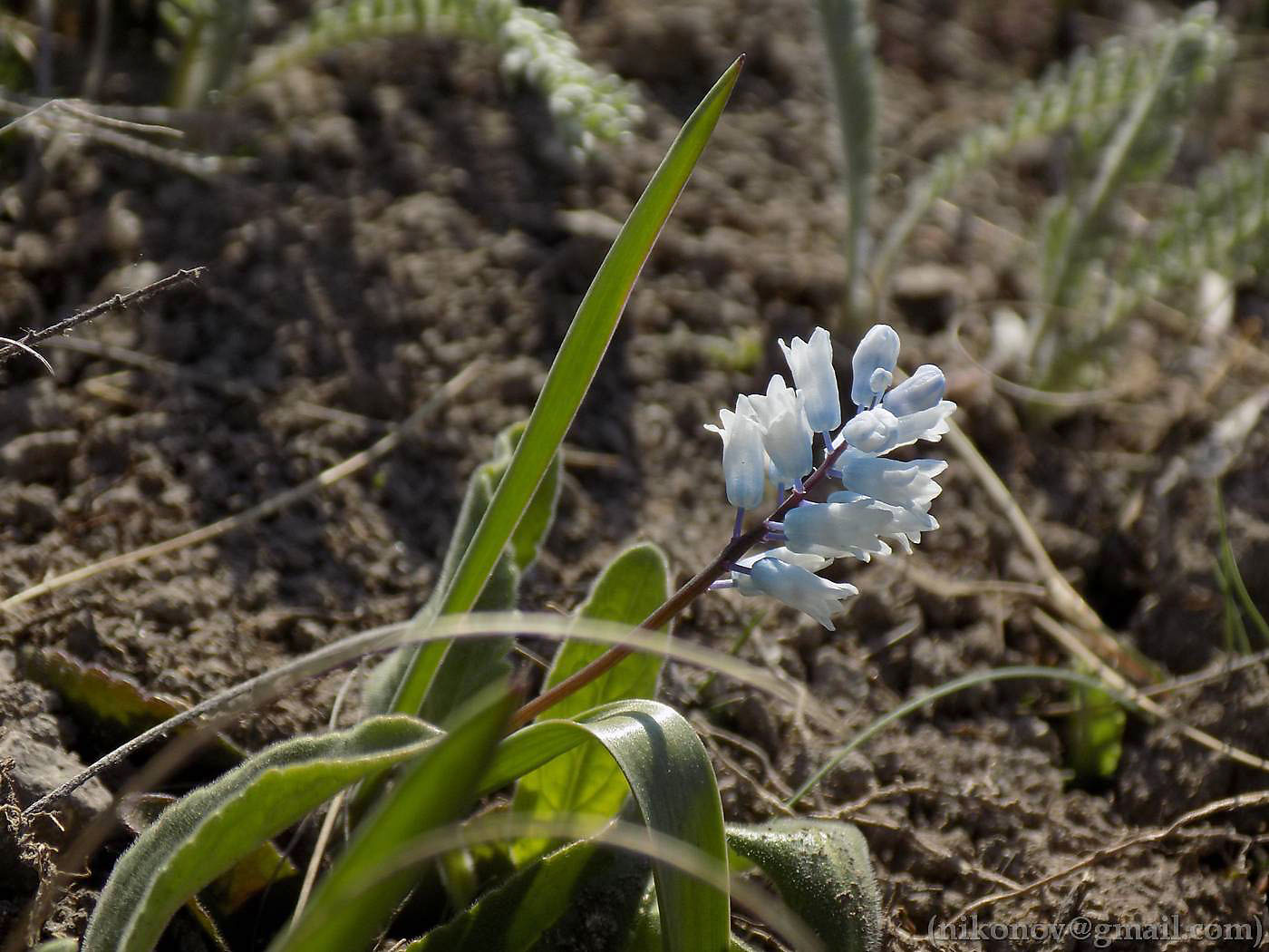 Изображение особи Hyacinthella leucophaea.