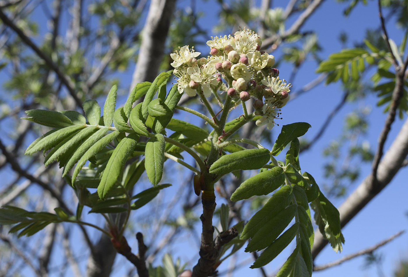 Image of Sorbus domestica specimen.