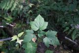 genus Ribes