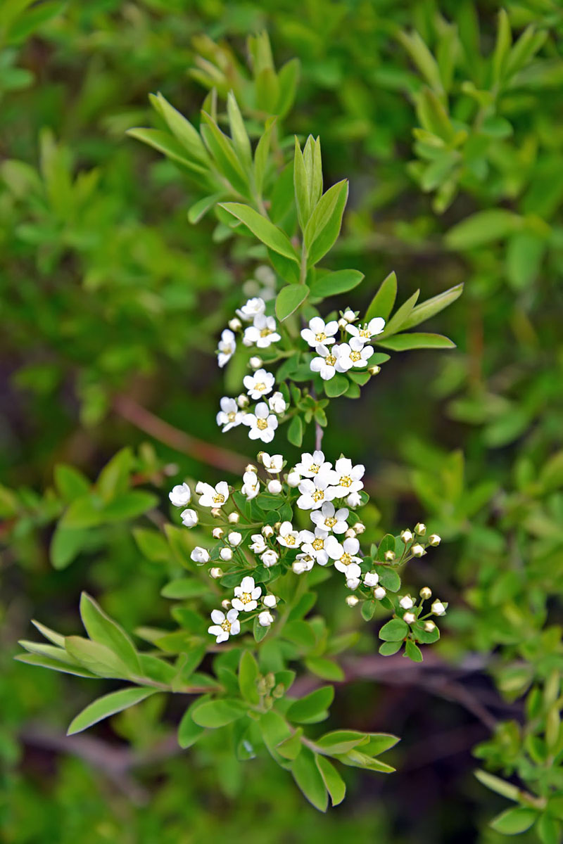 Image of genus Spiraea specimen.