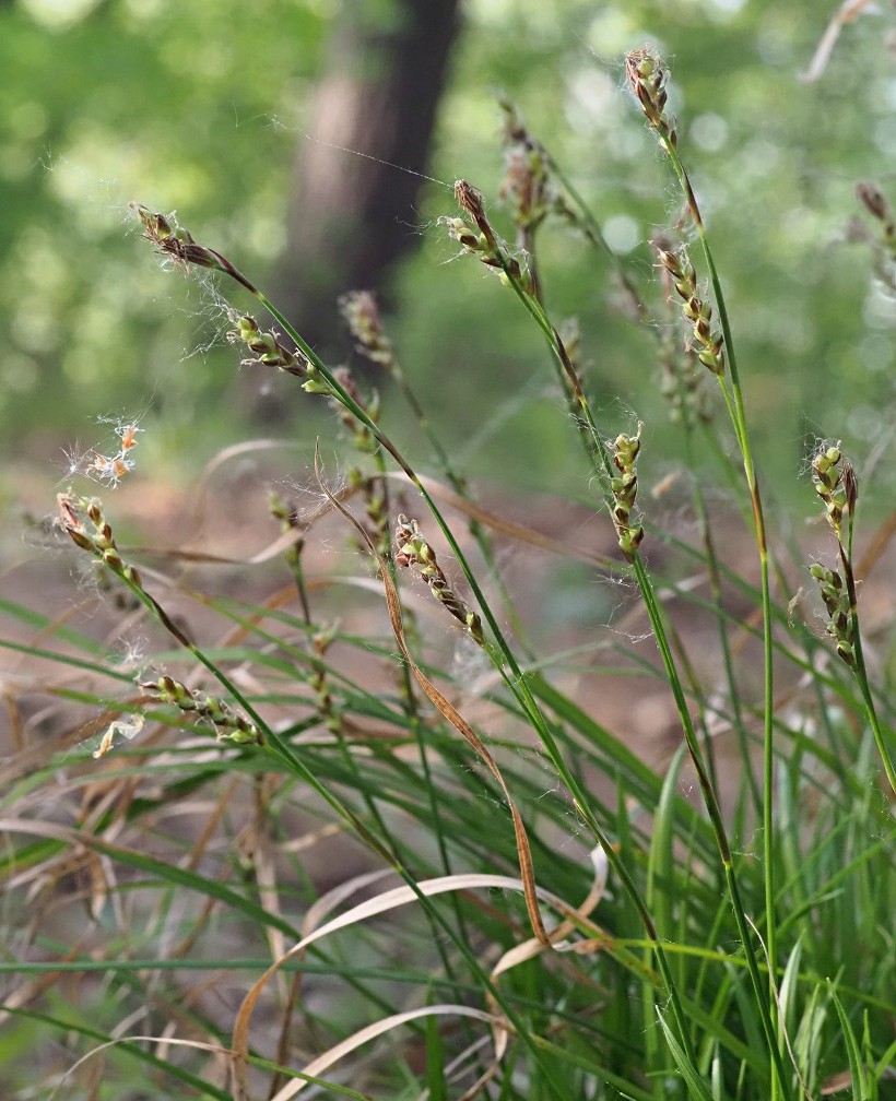 Изображение особи Carex rhizina.