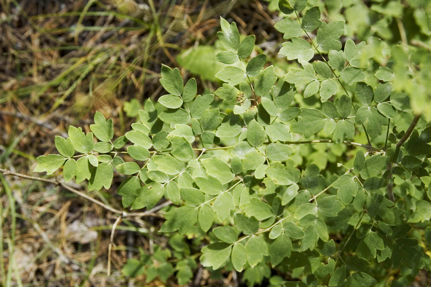 Изображение особи Thalictrum minus.