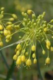 Allium flavum