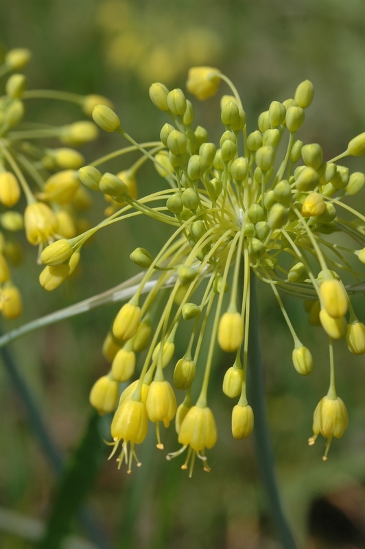 Image of Allium flavum specimen.