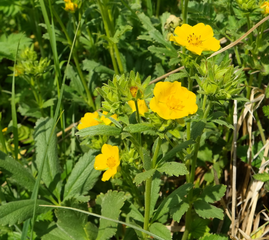 Image of Potentilla umbrosa specimen.