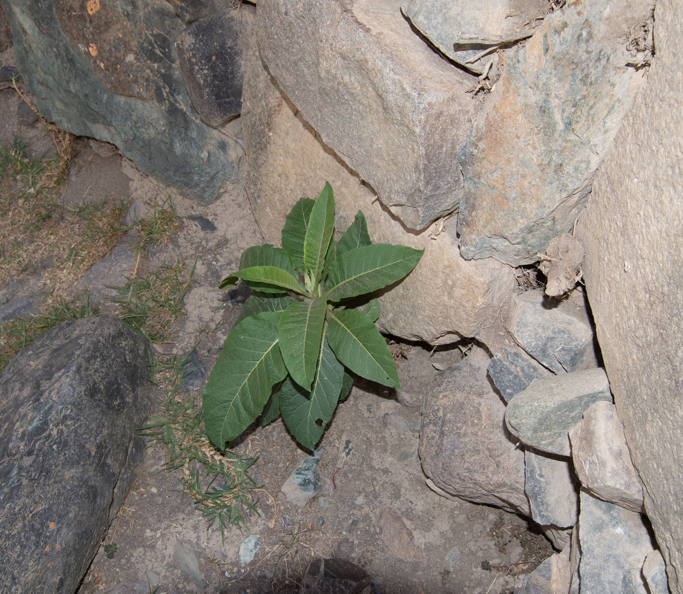 Image of familia Solanaceae specimen.