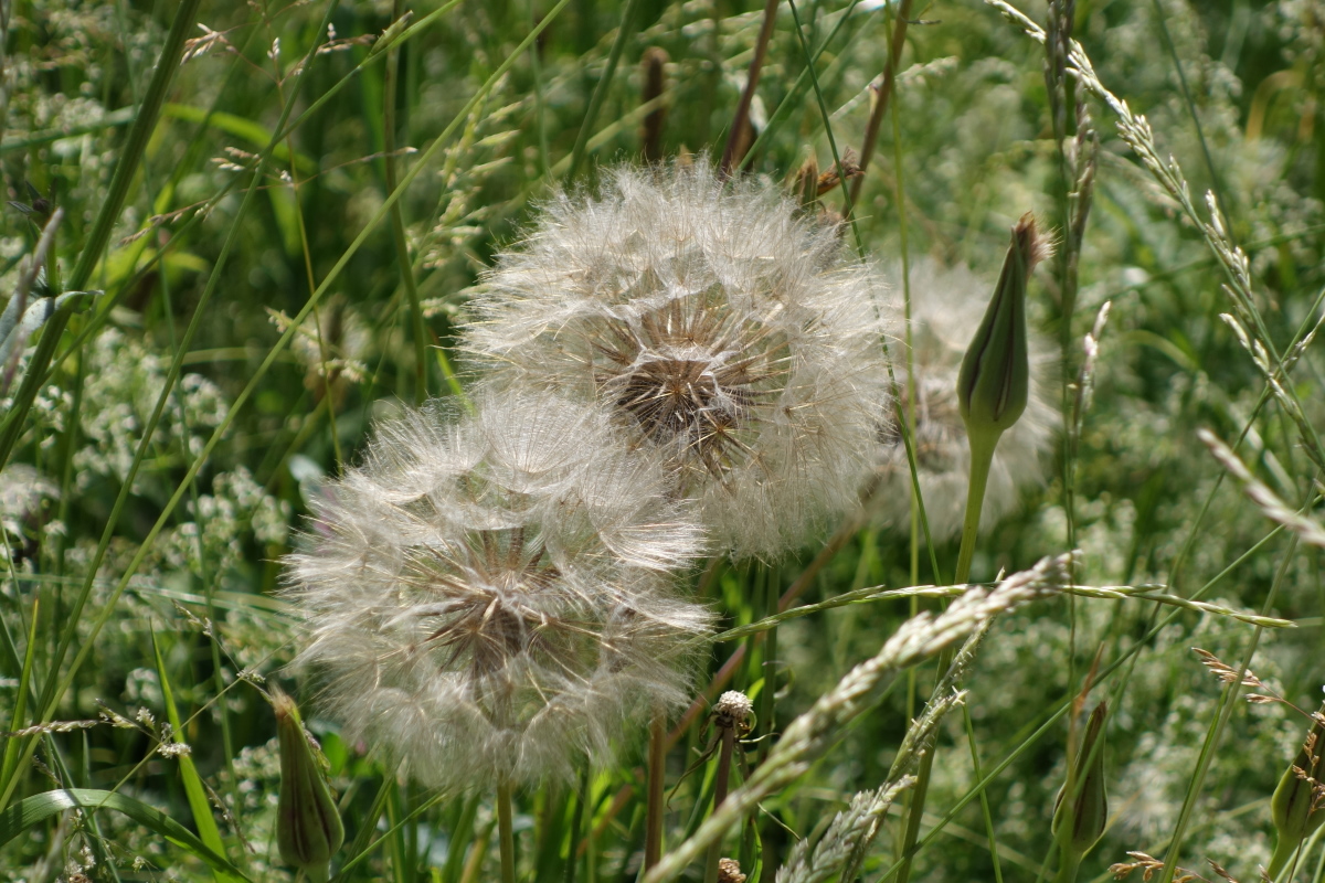 Image of Tragopogon dubius ssp. major specimen.