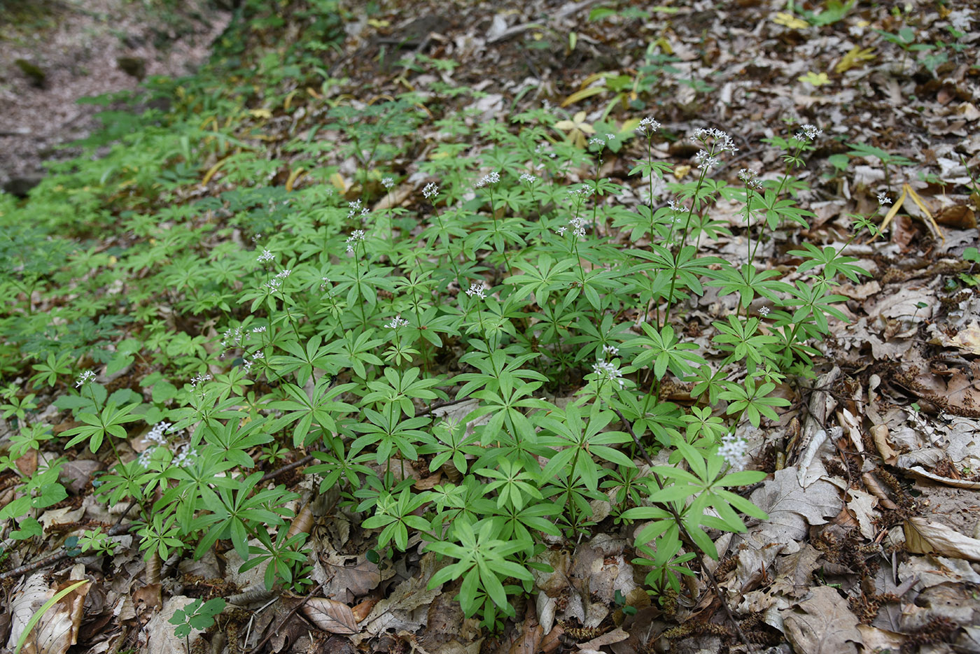 Image of Galium odoratum specimen.