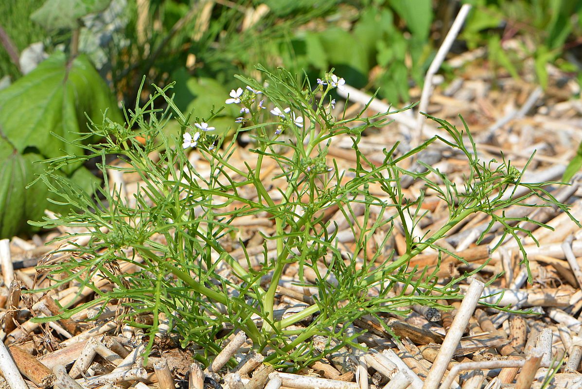 Image of Cakile baltica specimen.