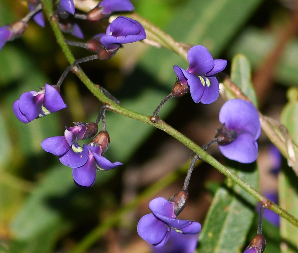 Изображение особи Hardenbergia comptoniana.