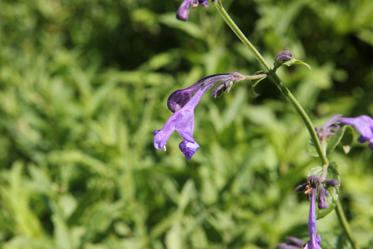 Image of Nepeta sibirica specimen.