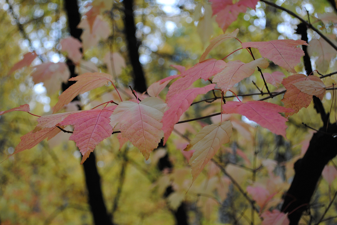 Image of Acer ginnala specimen.