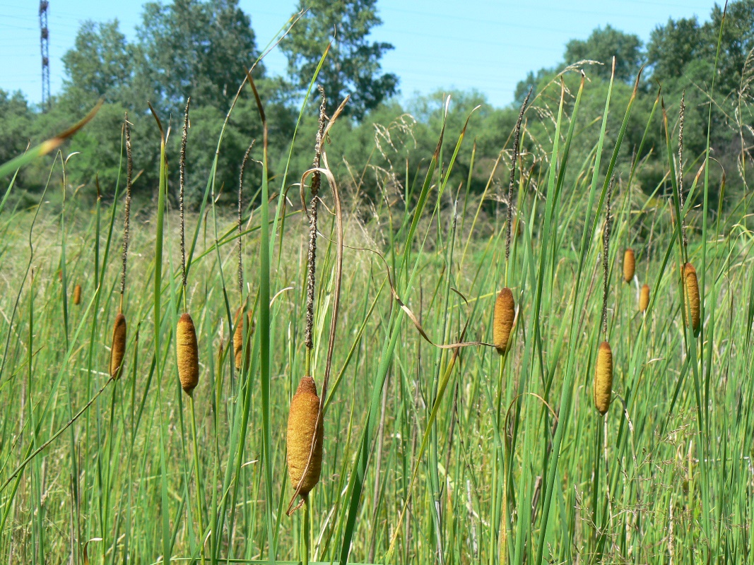 Изображение особи Typha laxmannii.