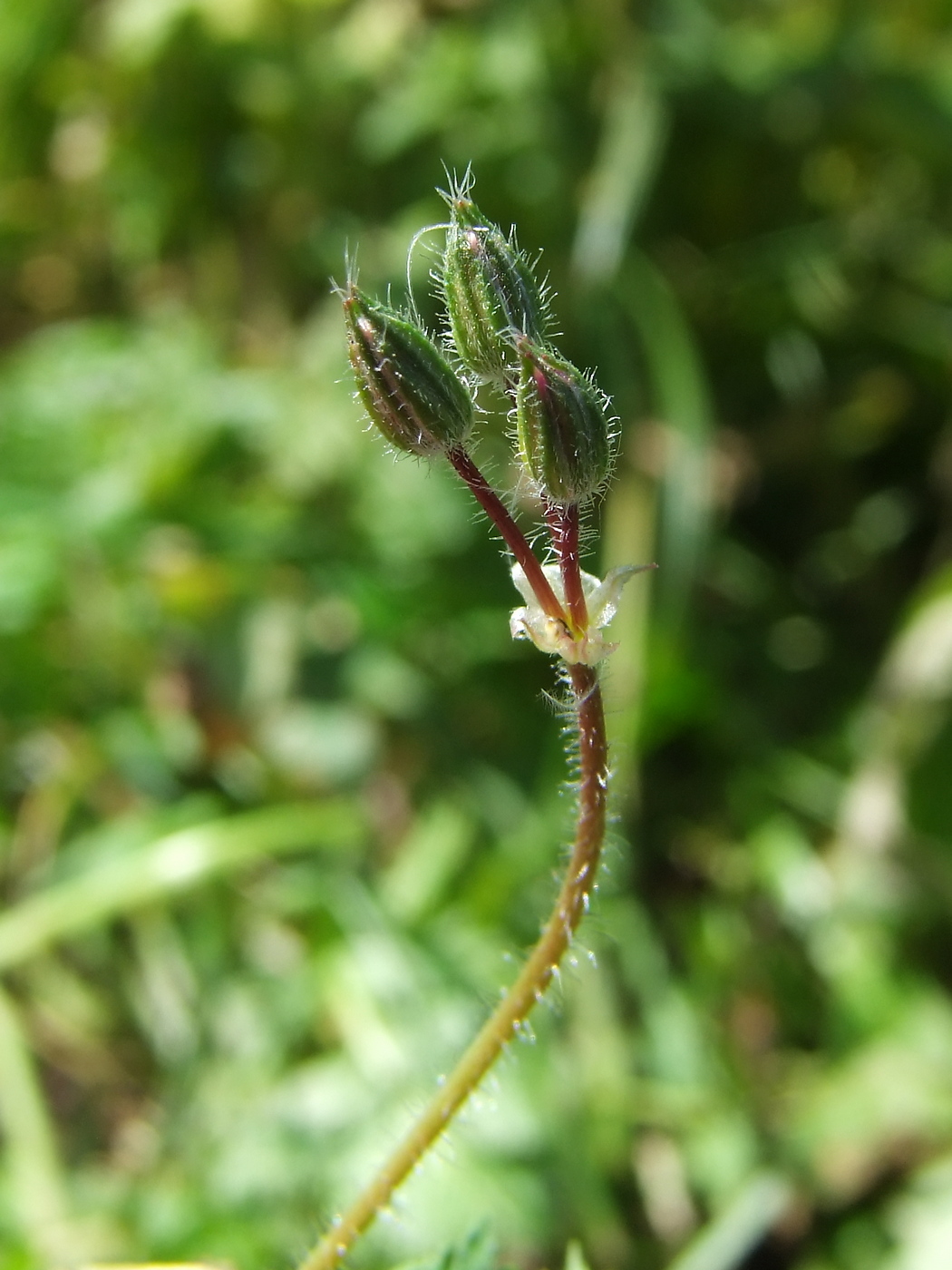 Изображение особи Erodium cicutarium.