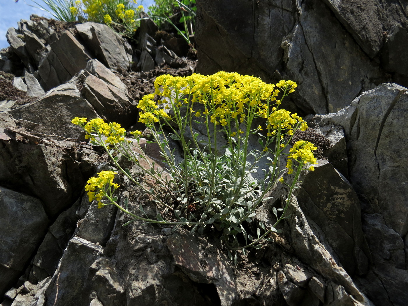 Image of Odontarrhena obovata specimen.