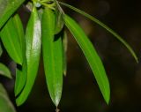 Podocarpus elatus