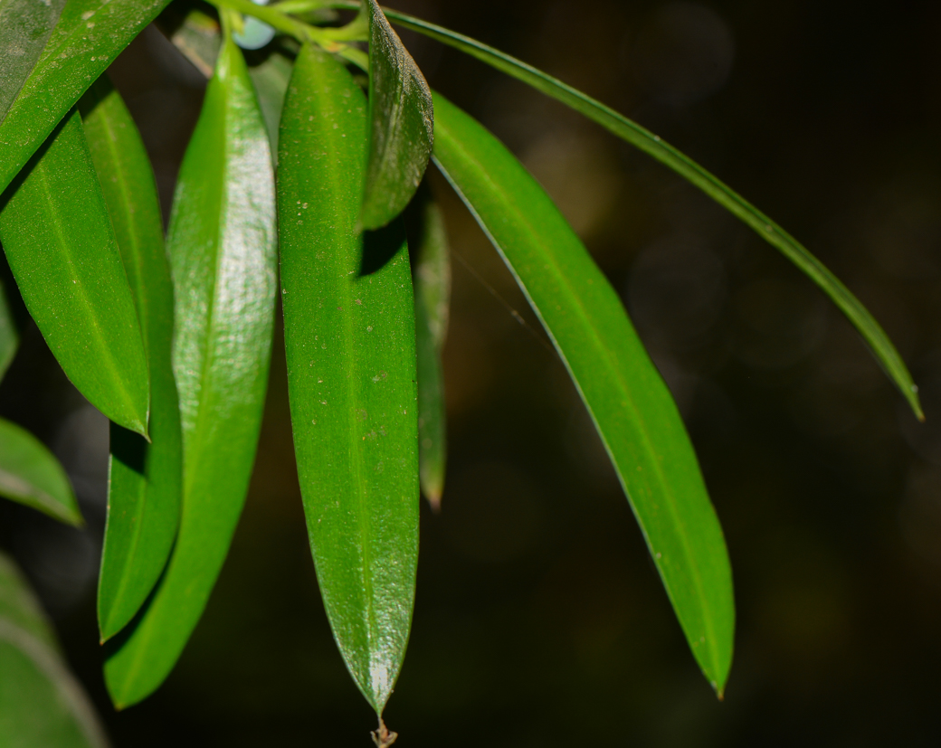 Image of Podocarpus elatus specimen.