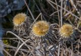 Carlina biebersteinii. Соплодия. Крым, гора Ай-Петри, каменистый склон. 29.10.2021.