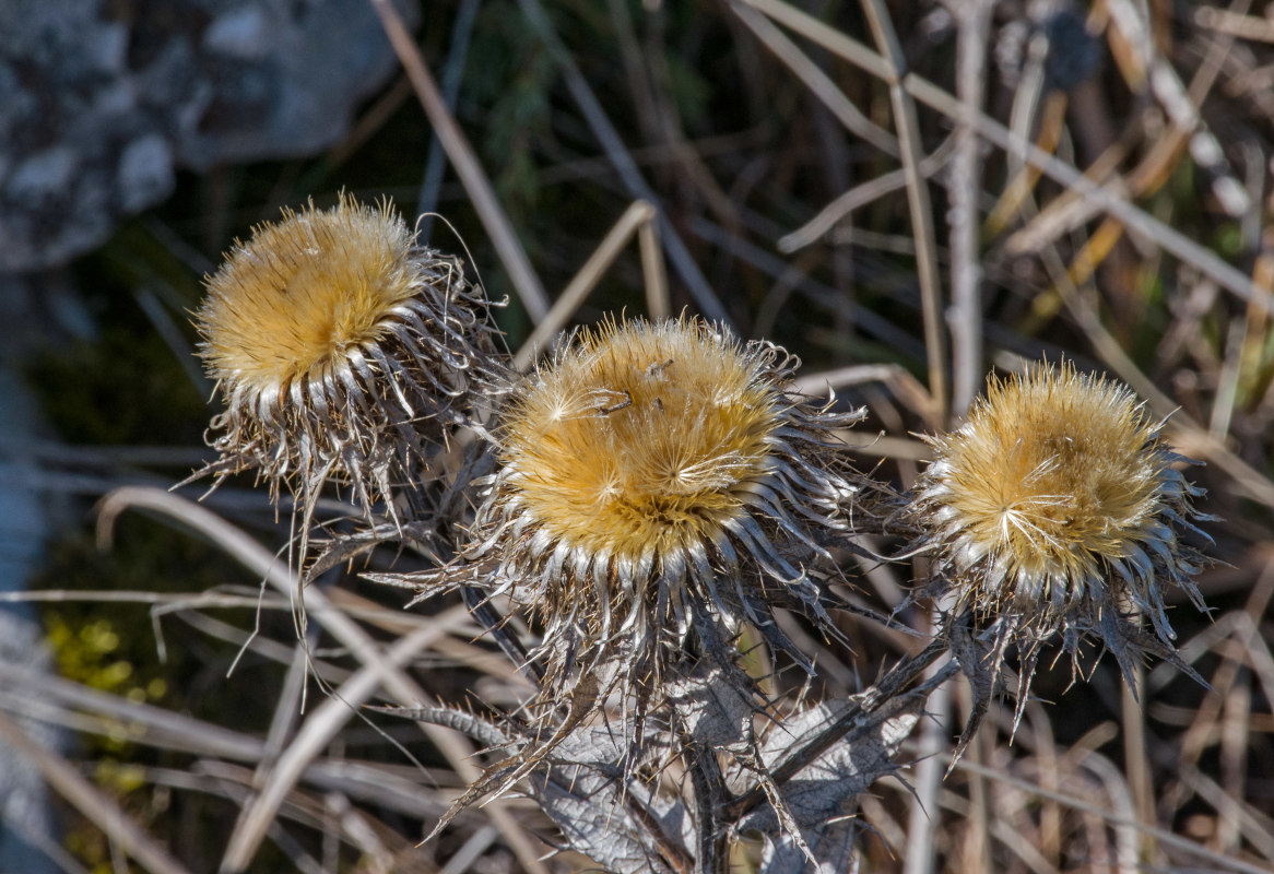 Изображение особи Carlina biebersteinii.