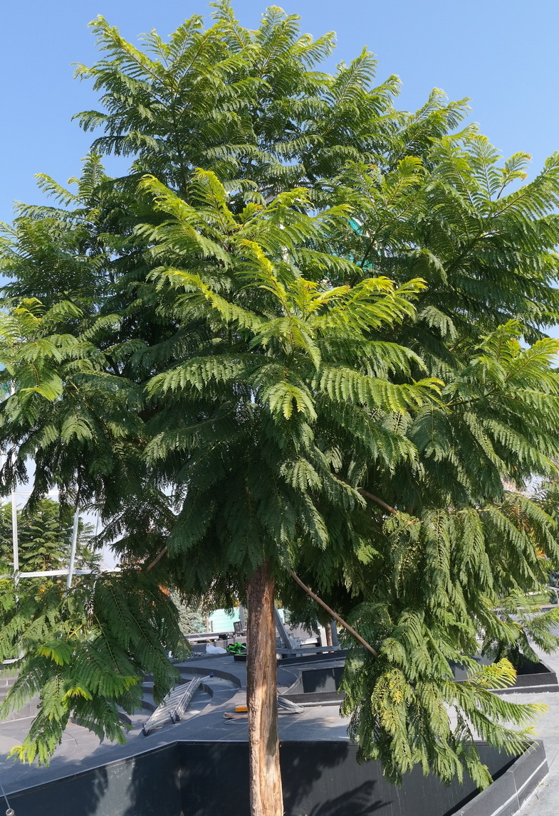 Image of Jacaranda mimosifolia specimen.