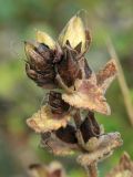 Bartsia alpina