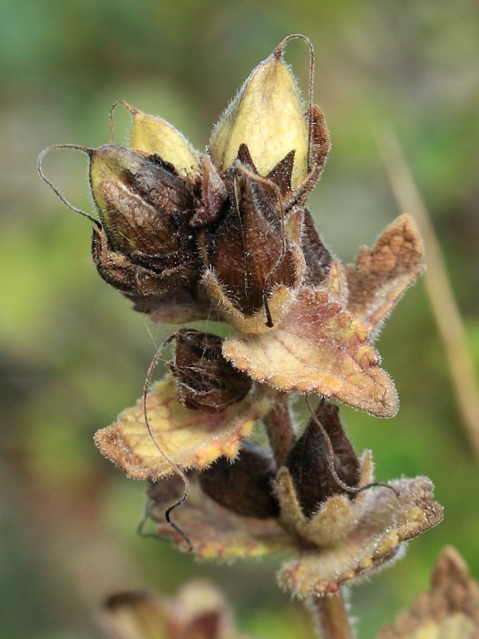 Изображение особи Bartsia alpina.