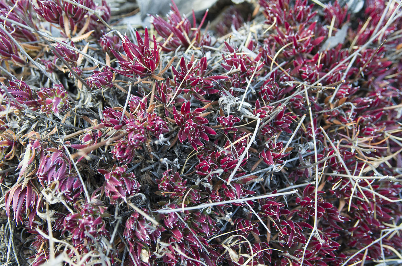 Изображение особи Saxifraga spinulosa.