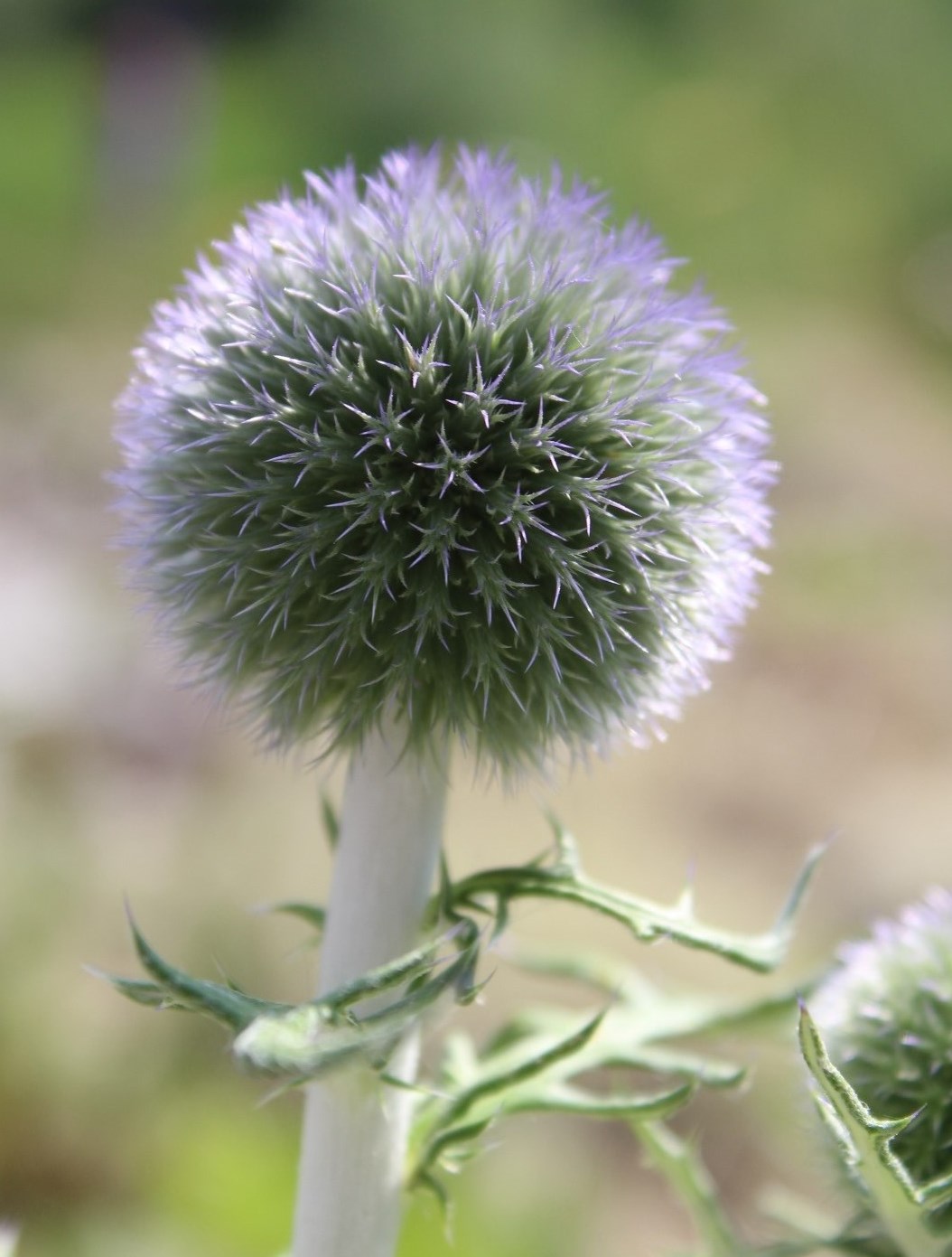 Изображение особи Echinops crispus.