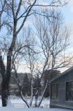 Populus alba